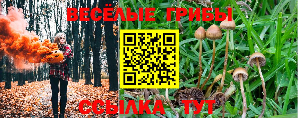 Галлюциногенные грибы Psilocybine cubensis Елец